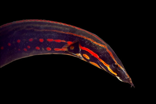 FIRE EEL XS (Mastacembelus erythrotaenia) 4-5.5"