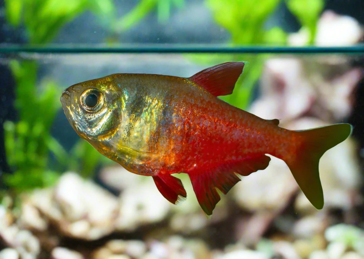 FLAME VON RIO TETRA (Hyphessobrycon flammeus)