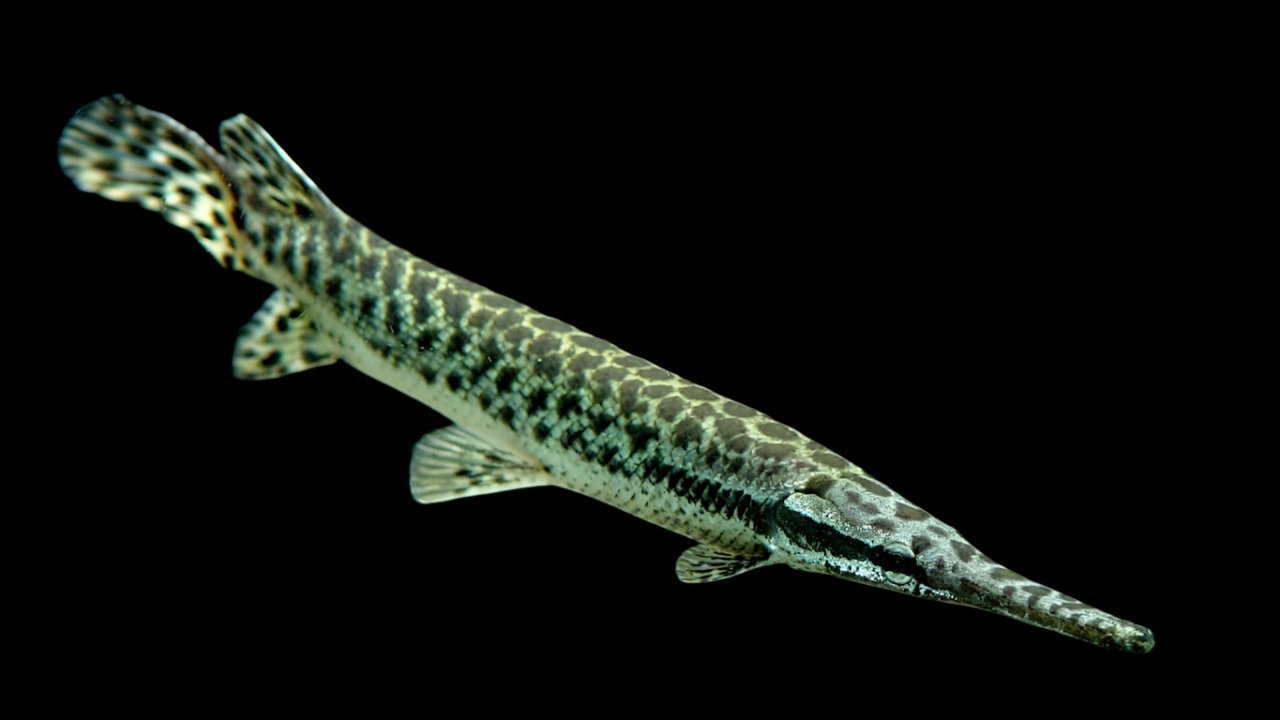 FLORIDA GAR (Lepisosteus Platyrhincus) upto 3.5" DM2405