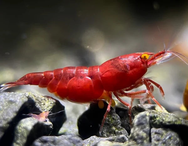 ORANGE EYE RED DEMON SHRIMP (Neocaridina Davidii Var) *extremely rare*