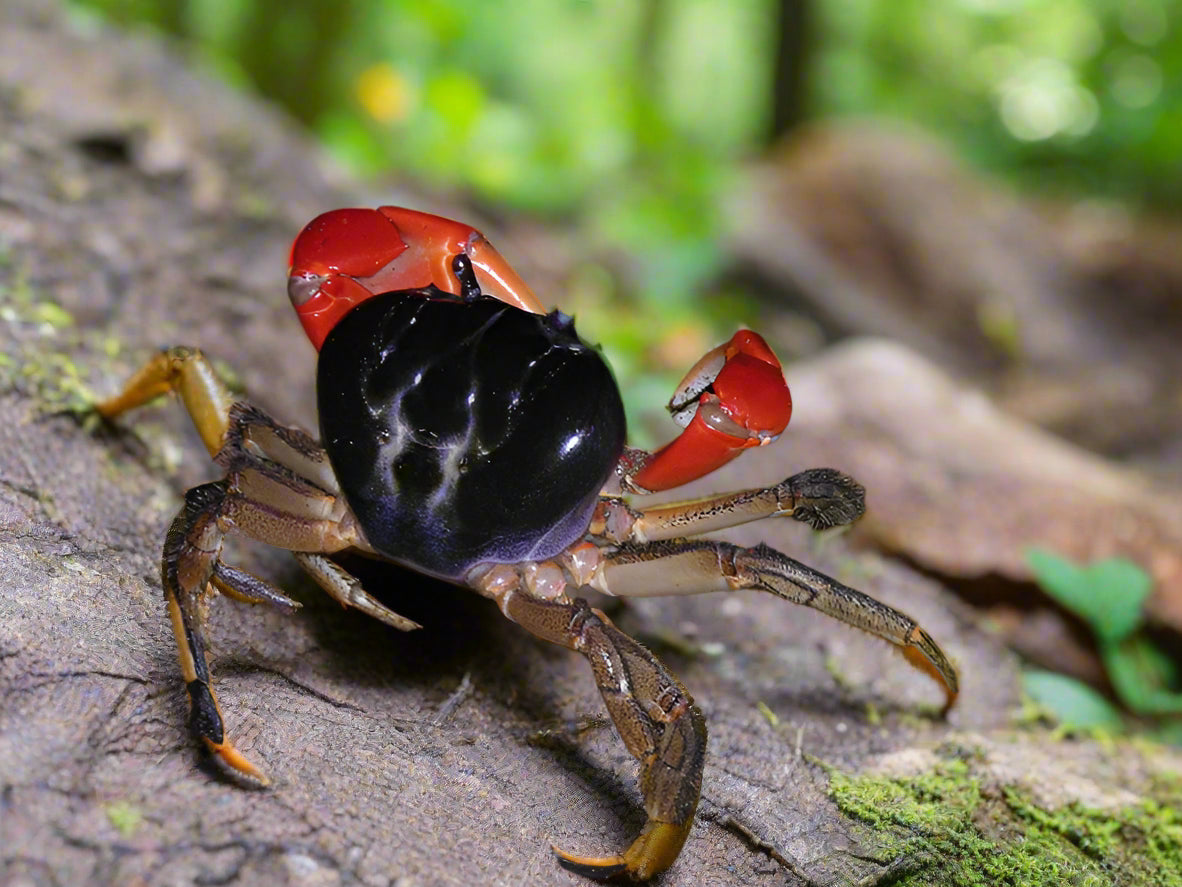 GIANT RED LAND CRAB (Tuerkayana magnum)