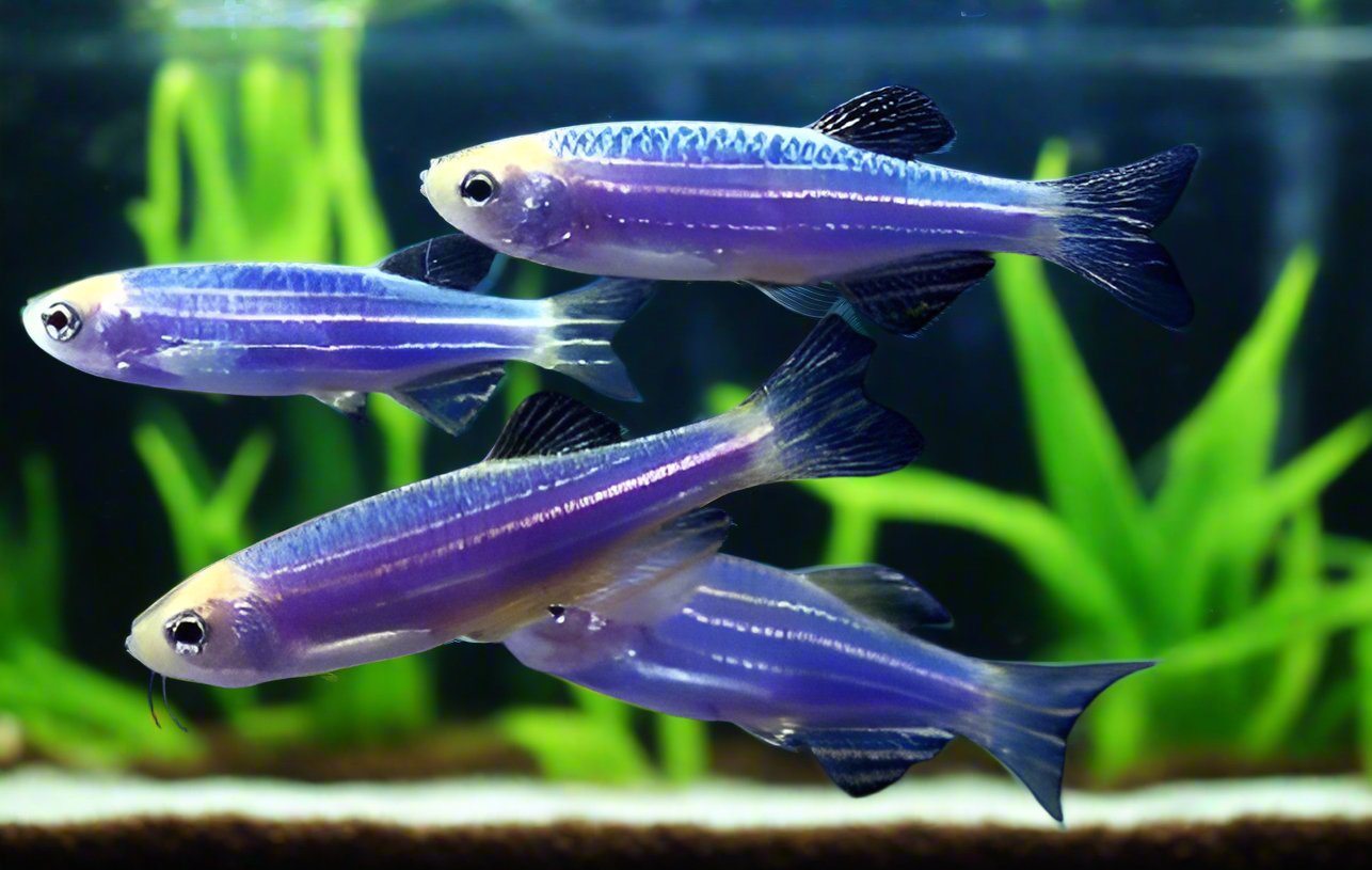 GLO COSMIC BLUE DANIO (Danio rerio. sp) 2402