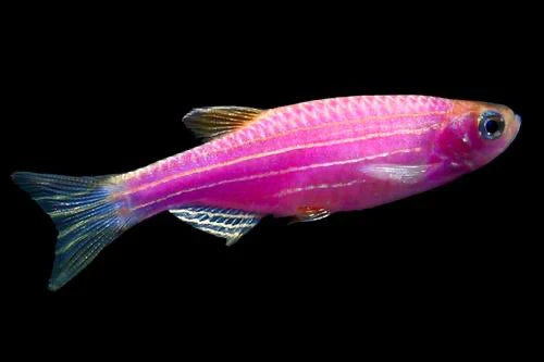 GLO GALACTIC PURPLE DANIO (Danio rerio. sp) 2402