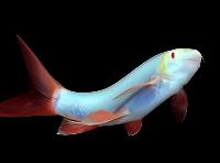 GLO RAINBOW SHARK *COSMIC BLUE* (Epalzeorhynchos frenatum)