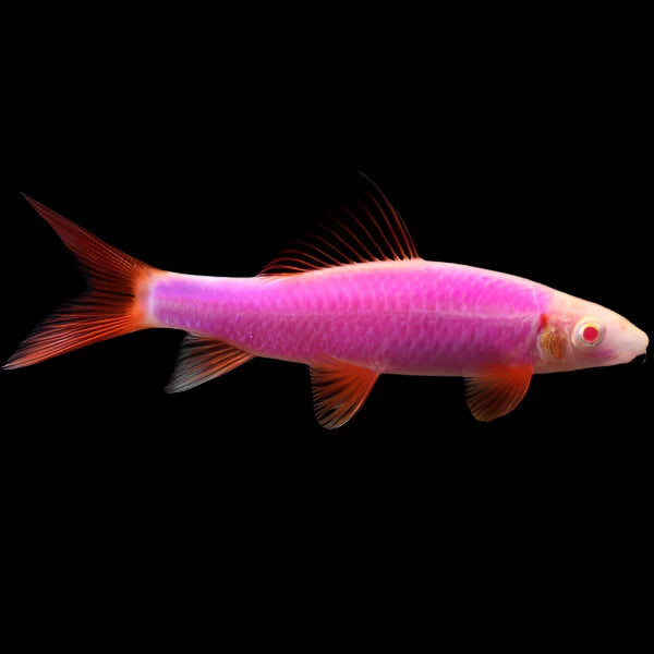 GLO RAINBOW SHARK *GALACTIC PURPLE* (Epalzeorhynchos frenatum)