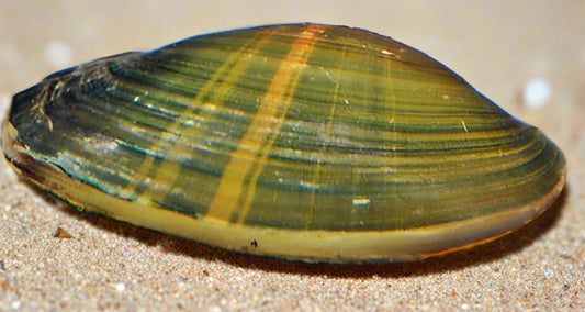 GOLDEN STRIP CLAM (Uniandra contradens) XL