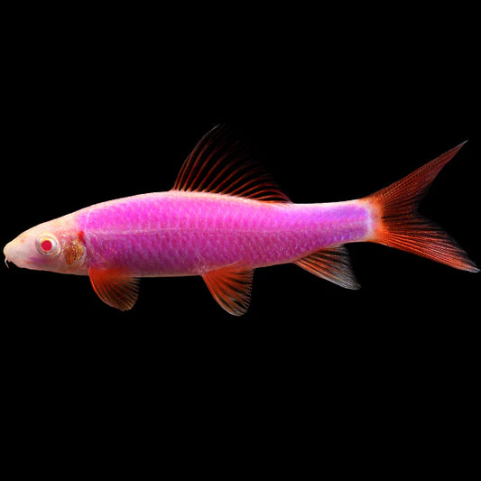 GLO RAINBOW SHARK *GALACTIC PURPLE* (Epalzeorhynchos frenatum)