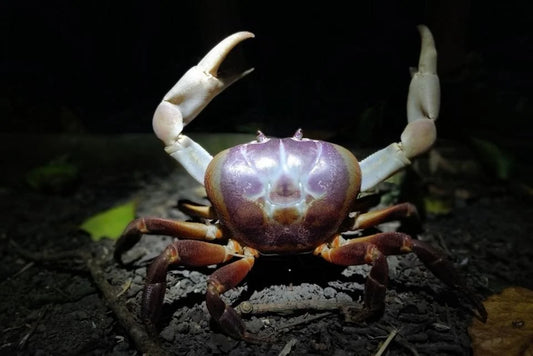 GIANT PURPLE LAND CRAB (Gecarcoidea humei) 6-8 CARAPICE"