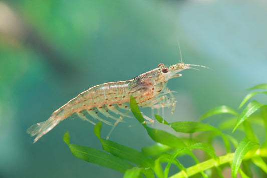 ORANGE AMANO SHRIMP (Caridina multidentata)
