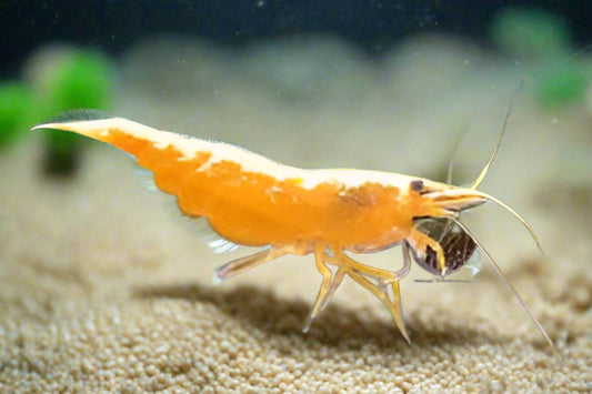 ORANGE GOLDENBACK SHRIMP (Neocaridina denticulata Var) Taiwan S grade 2404