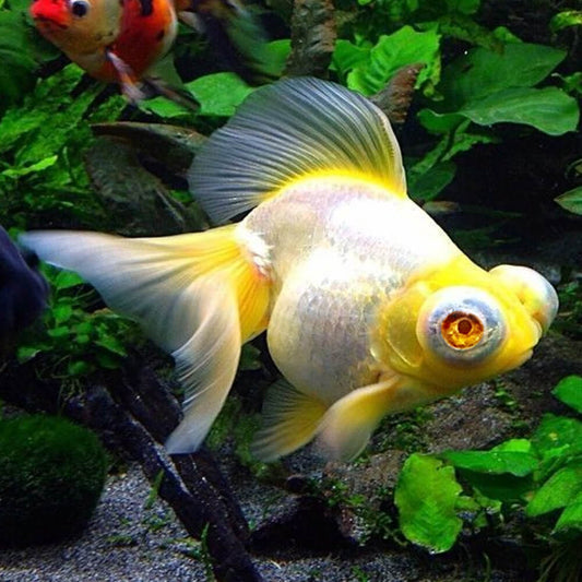 MOOR ALBINO (Carassius Auratus) 2"