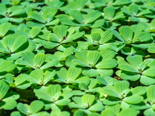 FLOATING PLANT WATER LETTUCE (Large portion)