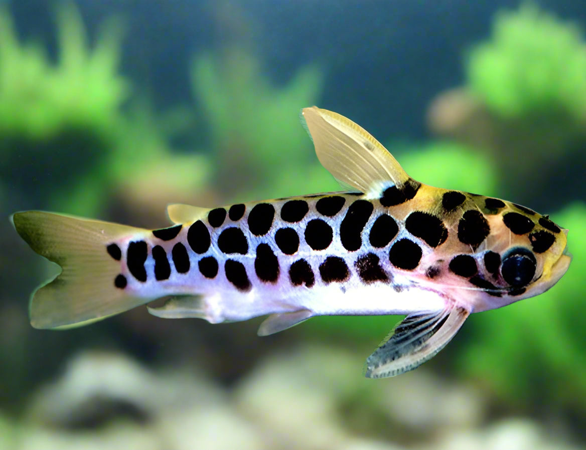 HONEYCOMB CATFISH (Duringlanis perugiae)