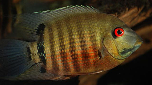 BANDED SEVERUM (Heros Severus) 4"
