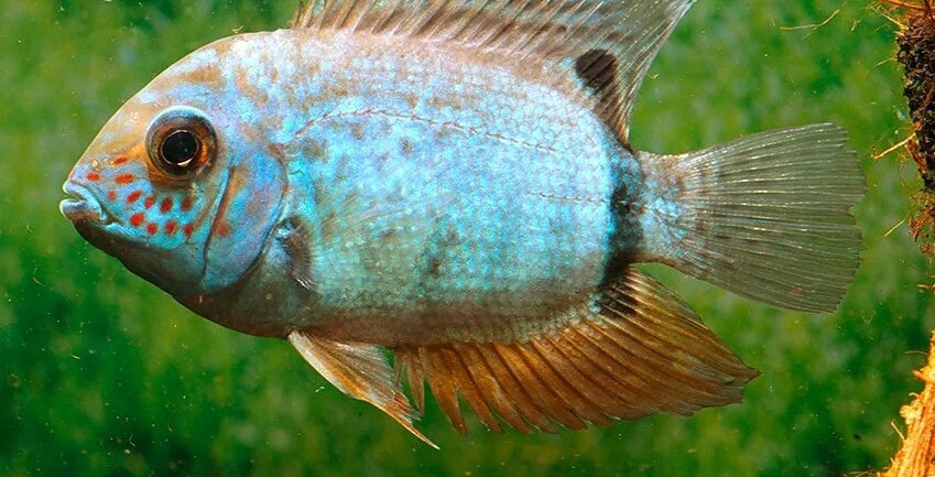 BLUE TURQUOISE SEVERUM (Heros .Sp Turquoise)