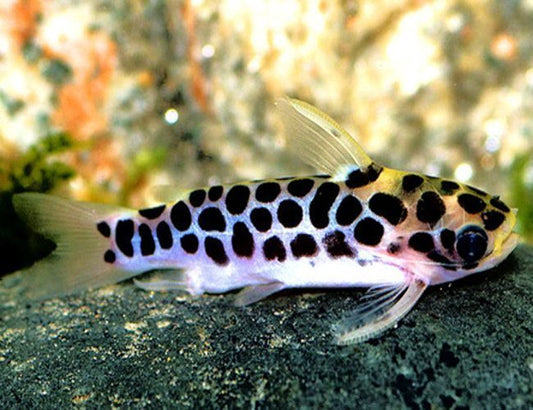 HONEYCOMB CATFISH (Duringlanis perugiae)