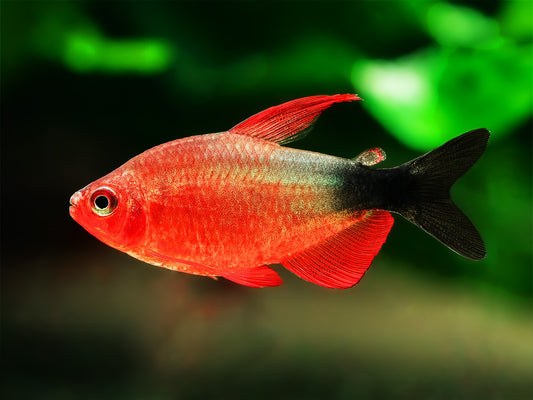PEPPERMILL TETRA (Hyphessobrycon Peugeoti) *RARE*