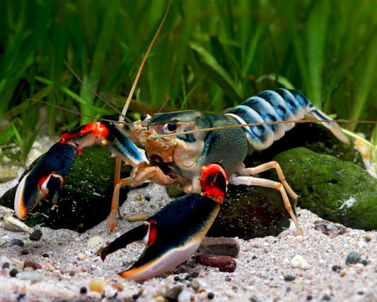 PAPUAN PEACOCK CRAYFISH (Cherax .sp Peacock) *RARE*