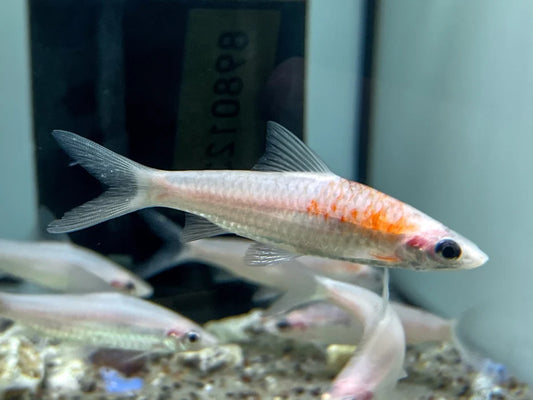 DENISONI BARB *PLATINUM* (Sahyadria denisonii .SP) RARE