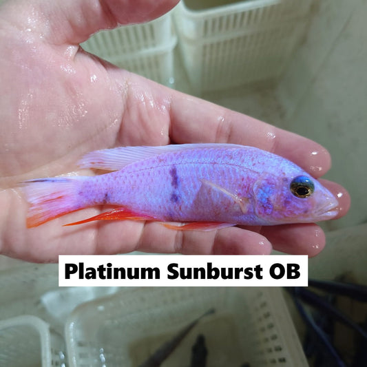 SCIANOCHROMIS FRYERI PLATINUM SUNBURST *OB* 4" SHOW MALE