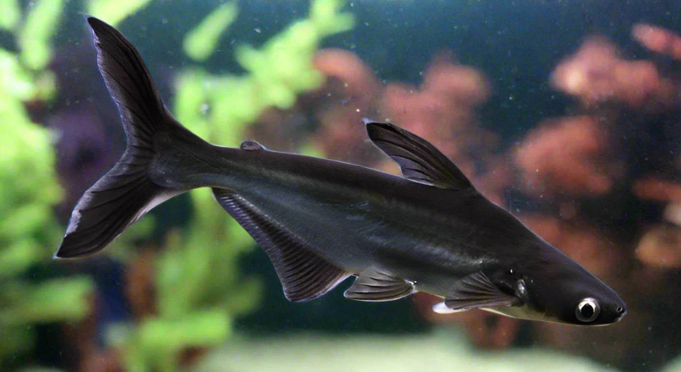 IRIDESCENT SHARK Pangasianodon Hypophthalmus 2404 Aquarists Across iridescent-shark-pangasianodon-hypophthalmus-2404-aquarists-across