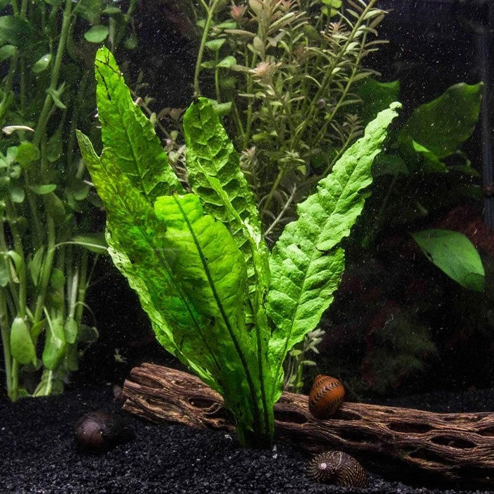 Java Fern Bundle