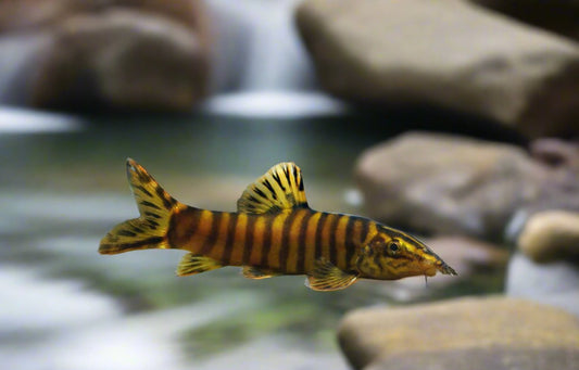 KANSU LOACH (Sinibotia robusta)