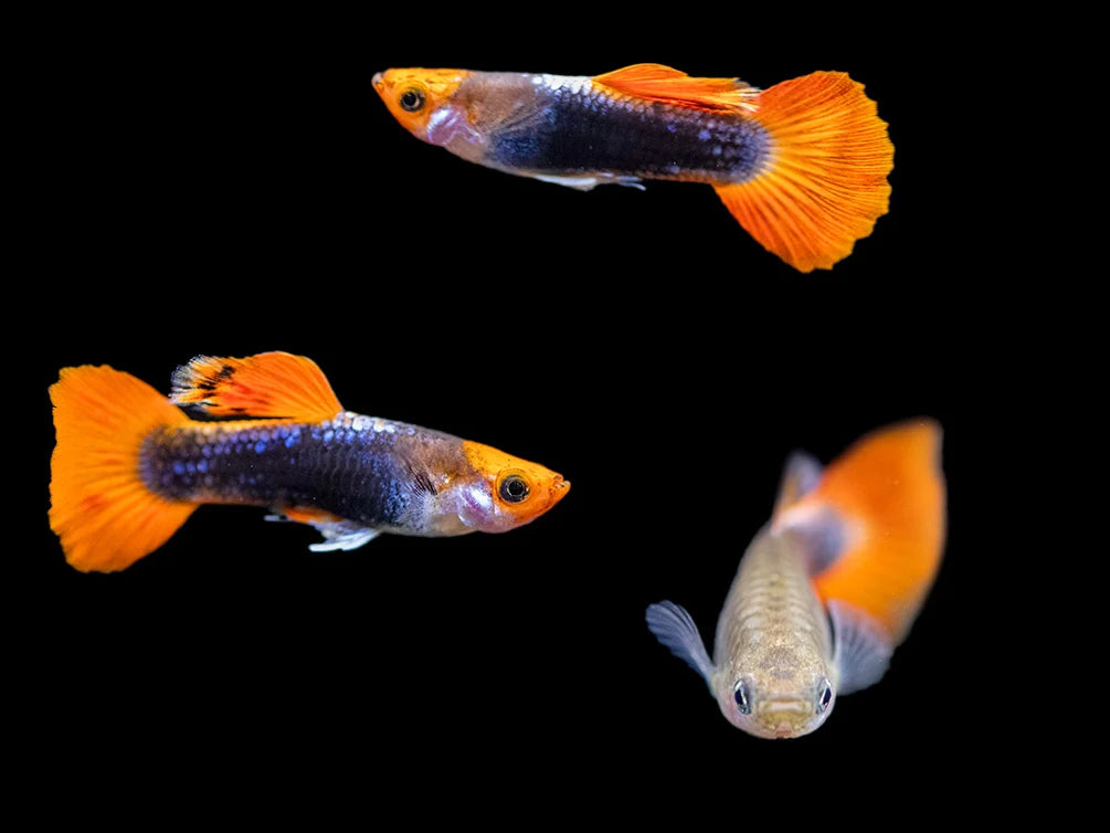 GUPPIES KOI TUXEDO PAIRS (Poecilia reticulata)