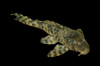 L008 PECKOLTIA .SP - Aquarists Across Canada