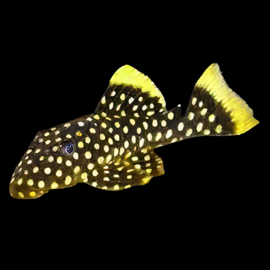 L177 YELLOW SEAM GOLD NUGGET PLECO (Baryancistrus)