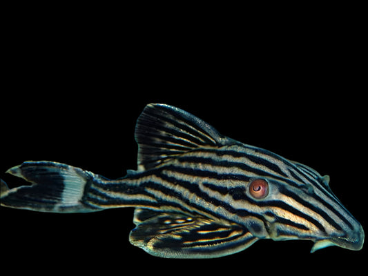 L190 ROYAL PLECO (Panaque Nigrolineatus) 1" - Aquarists Across Canada