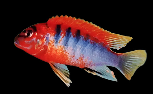 LABIDOCHROMIS .SP "HONGI" *super red* (SWEDISH RED HONGI) 2.5"