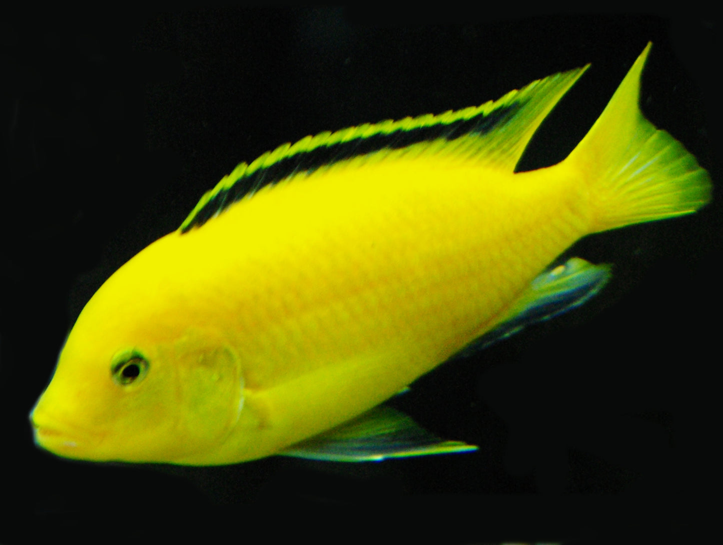 LABIDOCHROMIS CAERULEUS *ELECTRIC YELLOW*