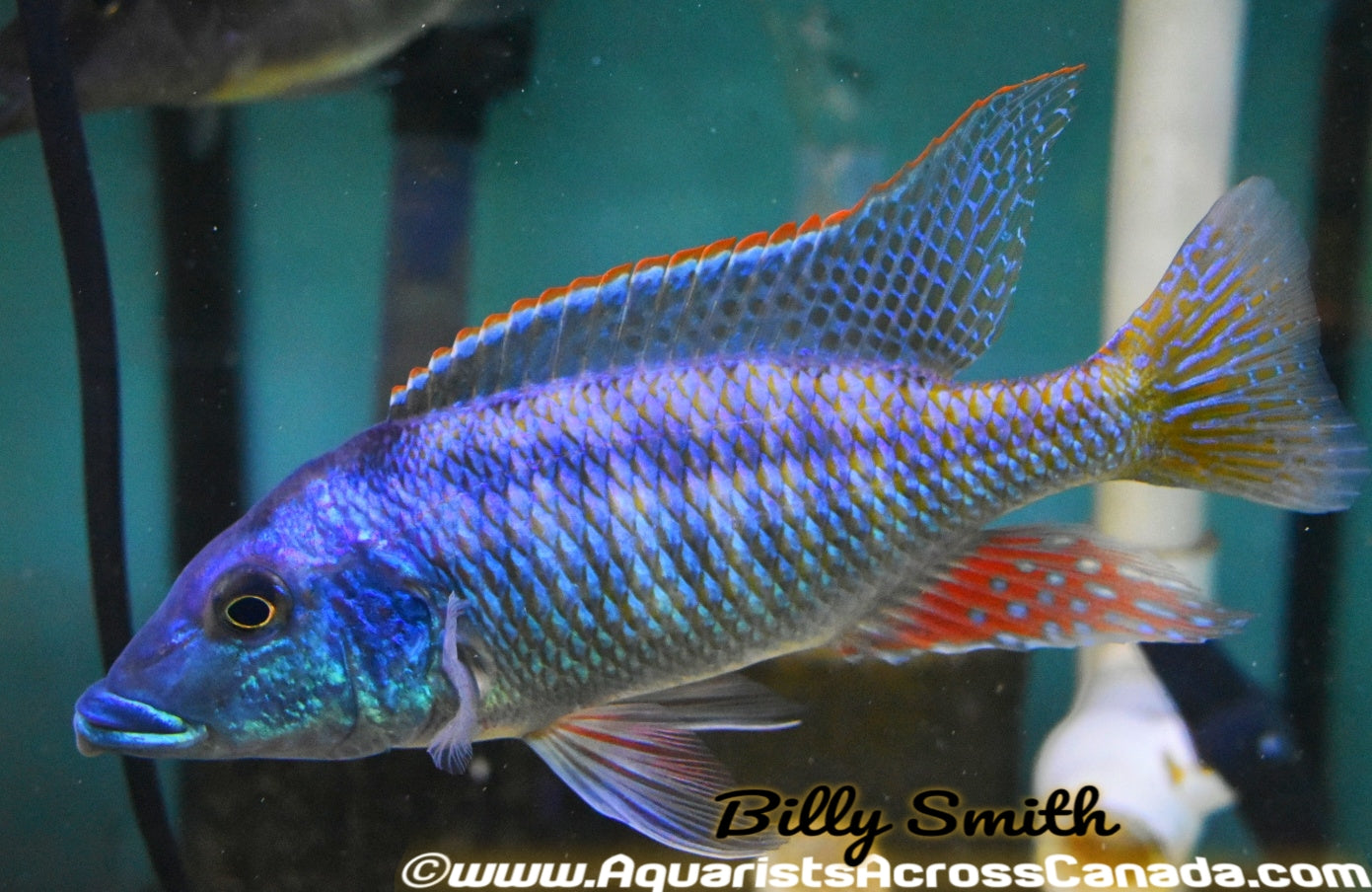 LICHNOCHROMIS ACUTICEPS (Malawi Gar) *Housebred F1* 2" UNSEXED - Aquarists Across Canada