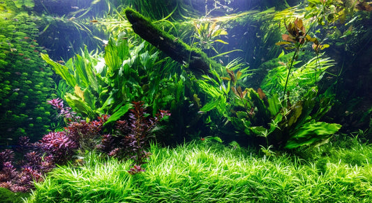 10 PACK ASSORTED POTTED AQUATIC PLANTS (Low-Medium lighting)