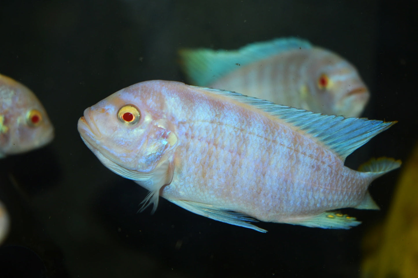 METRIACLIMA FAINZILBERI *MAISONI REEF ALBINO* 2402