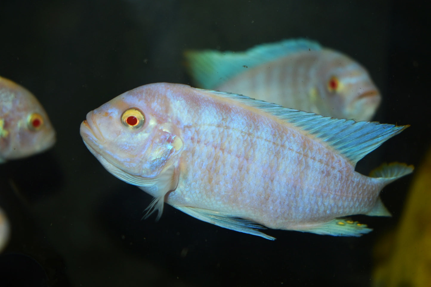 METRIACLIMA FAINZILBERI *MAISONI REEF ALBINO* 4"