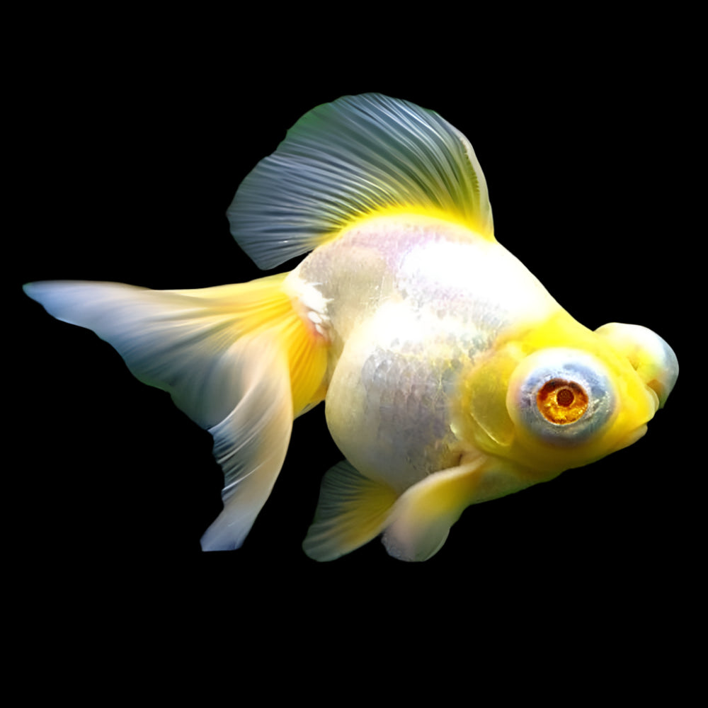 MOOR ALBINO (Carassius Auratus) 2"