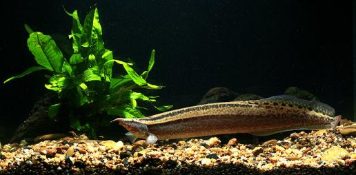 HALF BANDED SPINEY EEL (Macrognathus circumcinctus) *Dwarf species" Med 2402