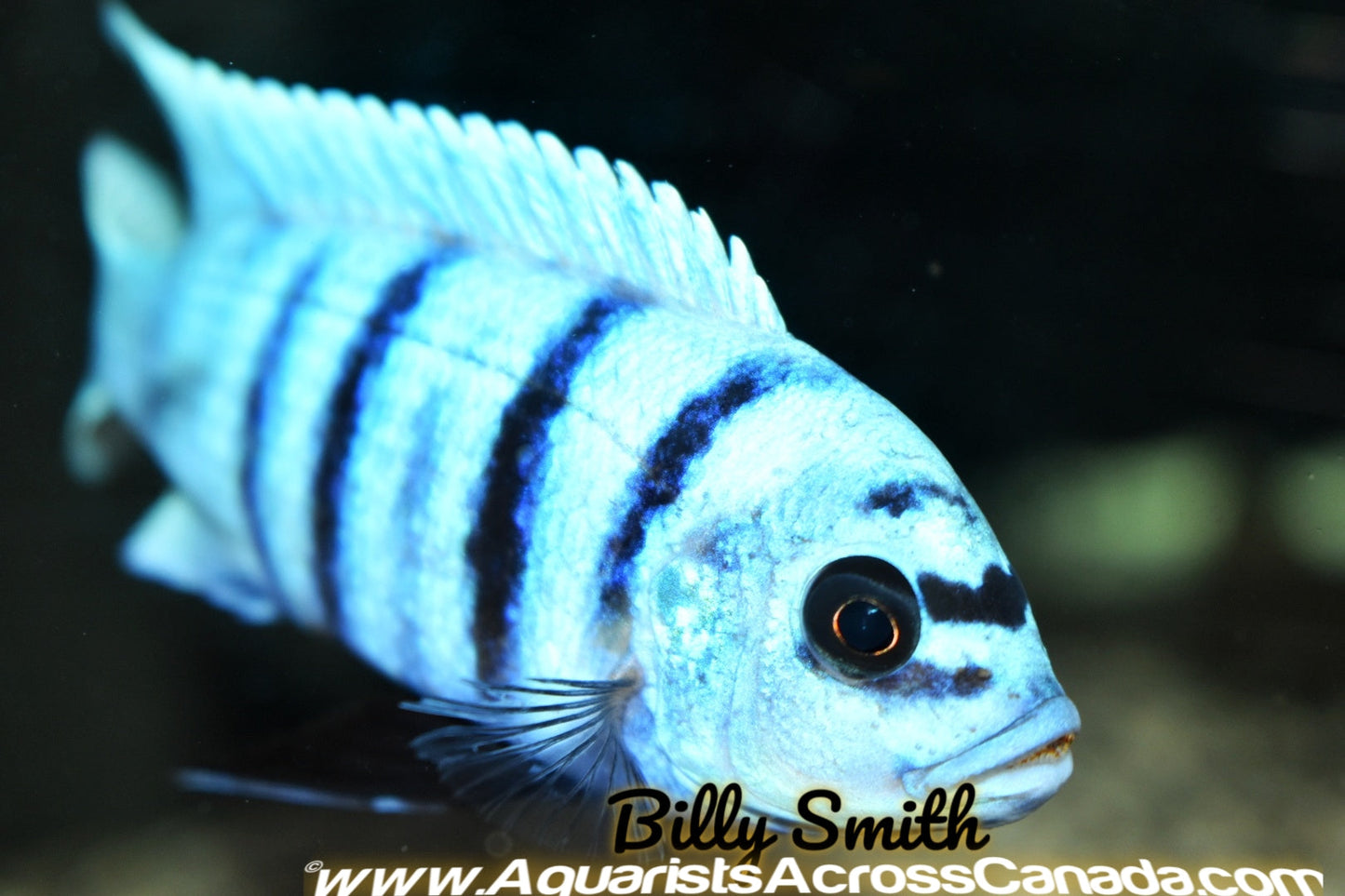 METRIACLIMA FAINZILBERI *MAISONI REEF* (HOUSEBRED, DOMESTIC) 2-3" - Aquarists Across Canada