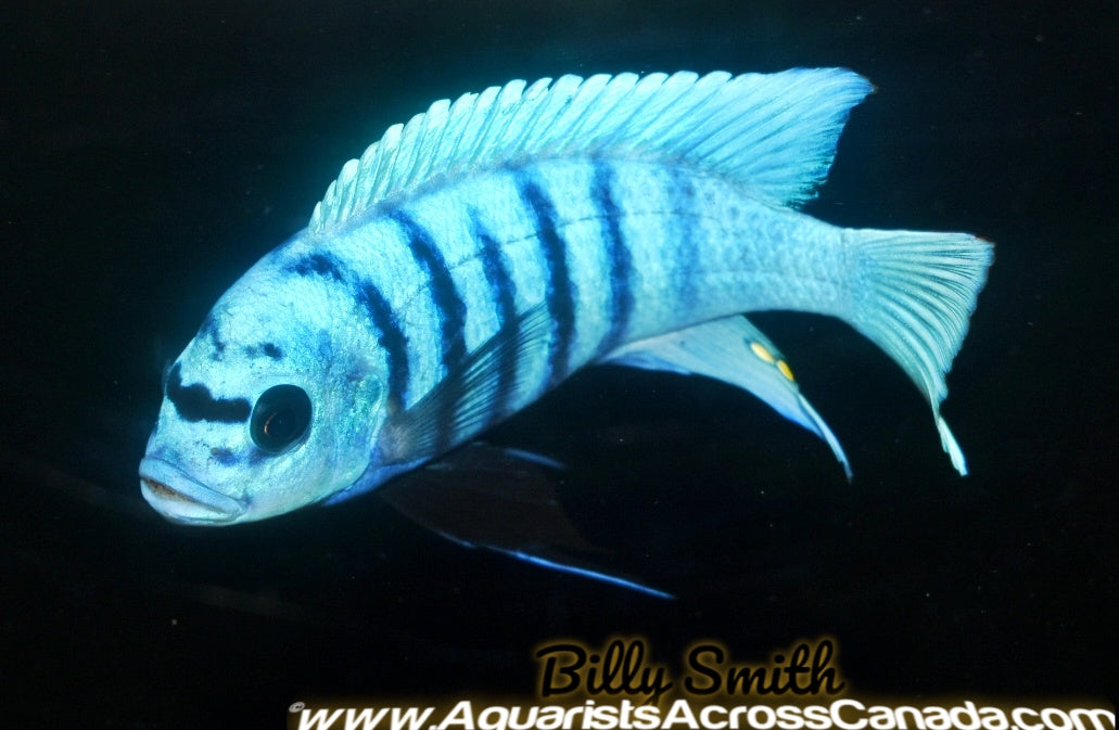 METRIACLIMA FAINZILBERI *MAISONI REEF* (HOUSEBRED, DOMESTIC) 2-3" - Aquarists Across Canada