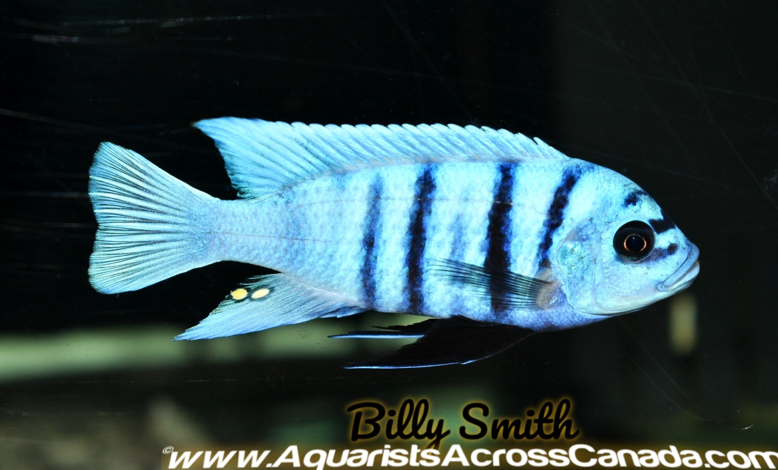 METRIACLIMA FAINZILBERI *MAISONI REEF* (HOUSEBRED, DOMESTIC) 2-3" - Aquarists Across Canada