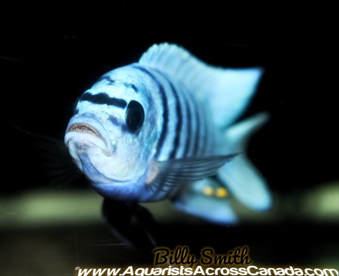 METRIACLIMA FAINZILBERI *MAISONI REEF* (HOUSEBRED, DOMESTIC) 2-3" - Aquarists Across Canada