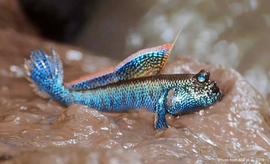 FRESHWATER 7 STRIPE MUDSKIPPER 4"! (Periophthalmodon septemradiatus)