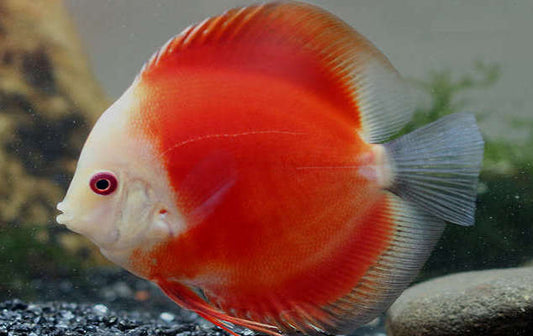 DISCUS RED MARLBORO *Symphysodon aequifasciatus* 4"