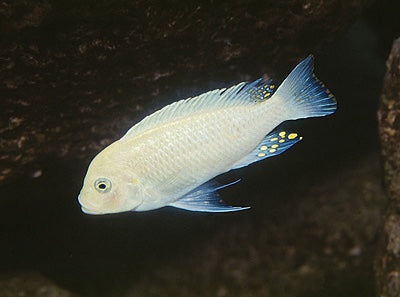SNOW ZEBRA (METRIACLIMA ESTHERAE .SP WHITE)