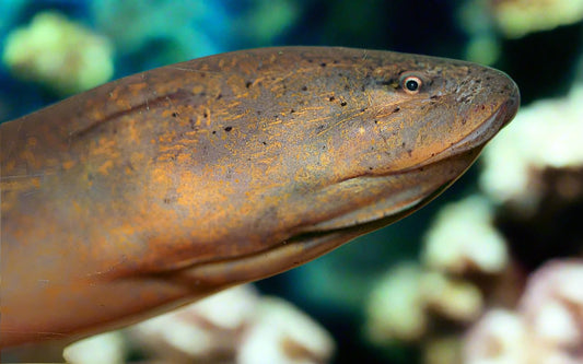 ASIAN SWAMP EEL (Monopterus albus)