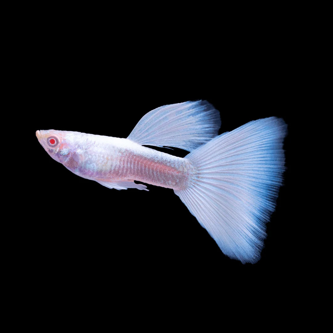 GUPPIES ALBINO FULL PLATINUM PAIRS (Poecilia reticulata)