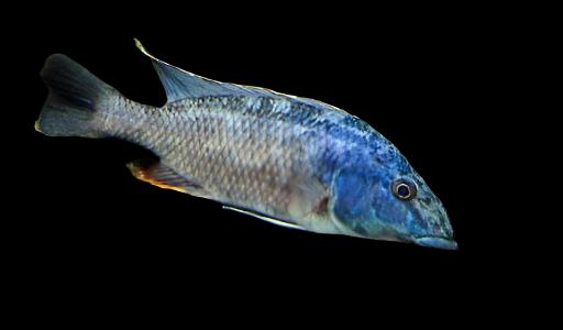 NIMBOCHROMIS LINNI (F1) 2403 - Aquarists Across Canada