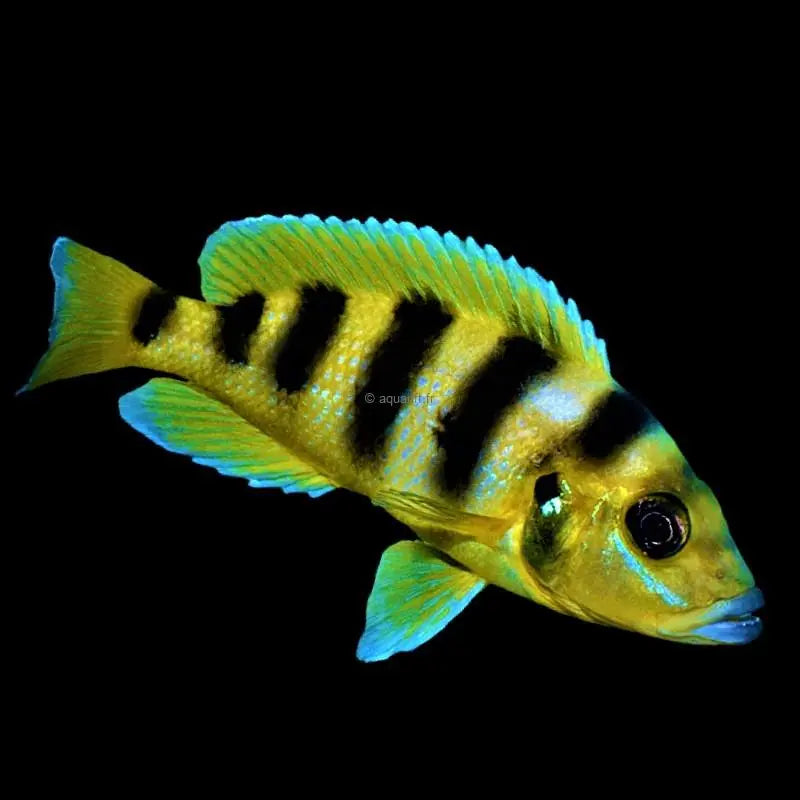 GOLD SEXFASCIATUS ( Neolamprologus Sexfasciatus)